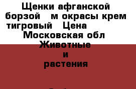 Щенки афганской борзой 3 м окрасы крем,тигровый › Цена ­ 40 000 - Московская обл. Животные и растения » Собаки   